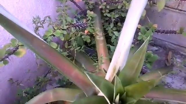 HIJUELOS DE PIÑAS ESMERALDA Y PERLITA смотреть онлайн