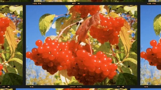 Варенье из калины смотреть онлайн