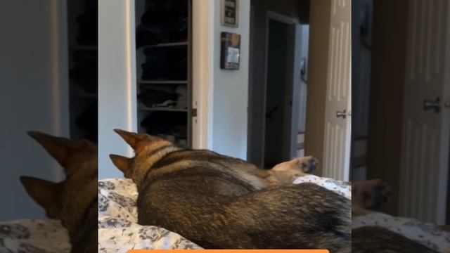 @Sadiethesableshepherd @sadiespack ЧЕГО ЛЕЖИШЬ УЖЕ ДВА ЧАСА? ОБИДЕЛСЯ? НУ ПОЛОЖУ ЗАВТРА .. смотреть онлайн