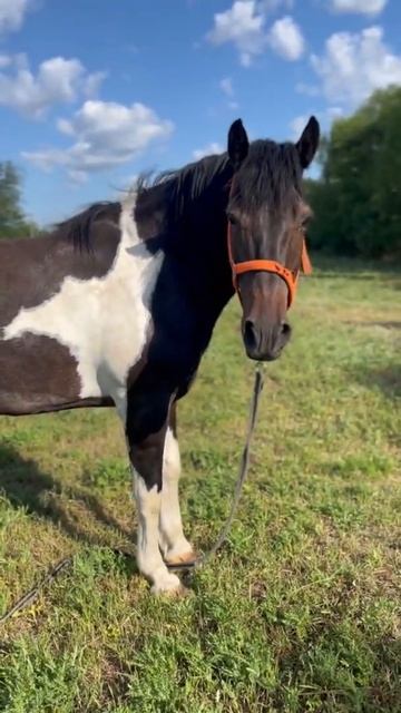 Злюка #shorts #horse #лошади смотреть онлайн