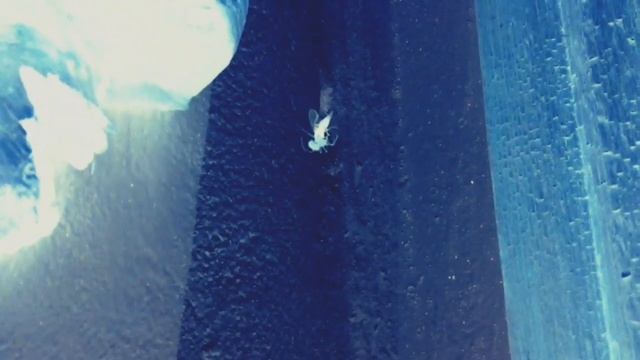 2014. паук в туалете и полное отсутствие мух в округе смотреть онлайн