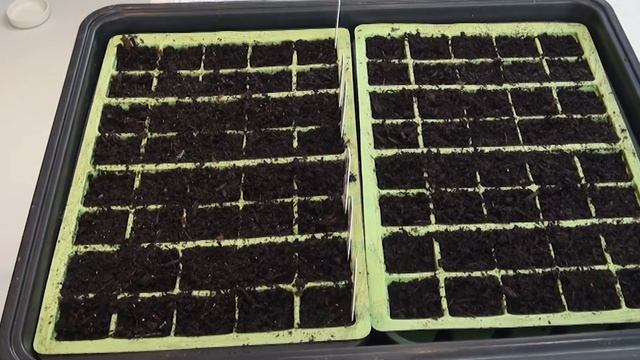 How To Sow Achillea / Yarrow / 7 Varieties I am Sowing This Year смотреть онлайн