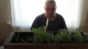 Вытянулась рассада томатов.  Почему и что делать?