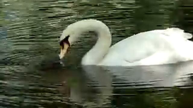 Лебеди 01 - Зоопарк Варна / Swans At Varna Zoo, Bulgaria