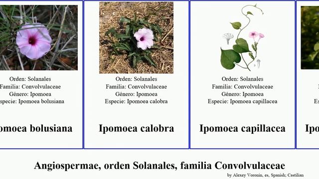 Angiospermae, orden Solanales, familia Convolvulaceae ipomoea jacquemontia cuscuta coral americana смотреть онлайн