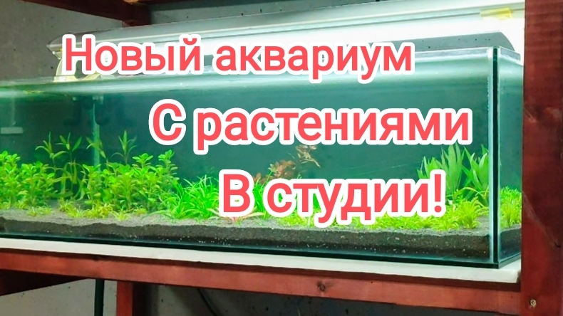 Запустил новый аквариум травник в Студии и сделал аквариум для продажи растений! смотреть онлайн