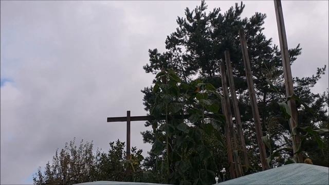 Uprawa GIGANTÓW | Słonecznik REKORD POLSKI смотреть онлайн