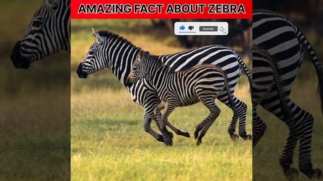 जंगली गधा😂😂Intresting Fact about zebra#shorts смотреть онлайн
