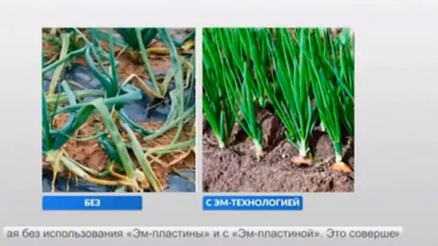 Увеличиваем урожай. ЭМ пластины смотреть онлайн