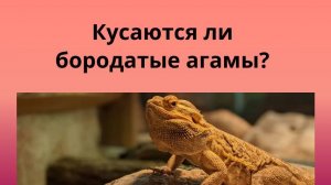 Кусаются ли бородатые агамы