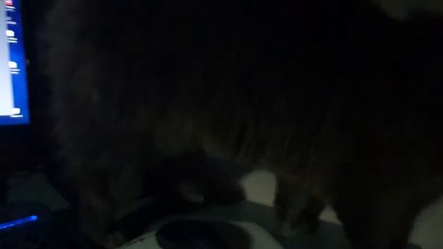 Тишка режиссёр #домашниепитомцы #котейки смотреть онлайн