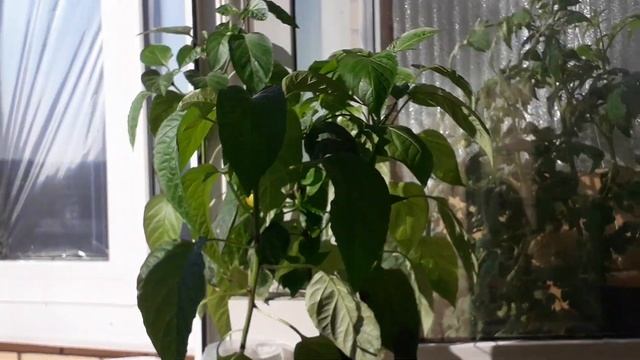 Cool pepper смотреть онлайн