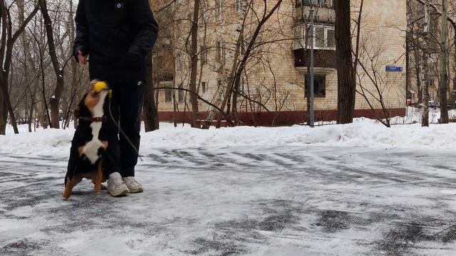 Утренний кроссфит с собакой! смотреть онлайн