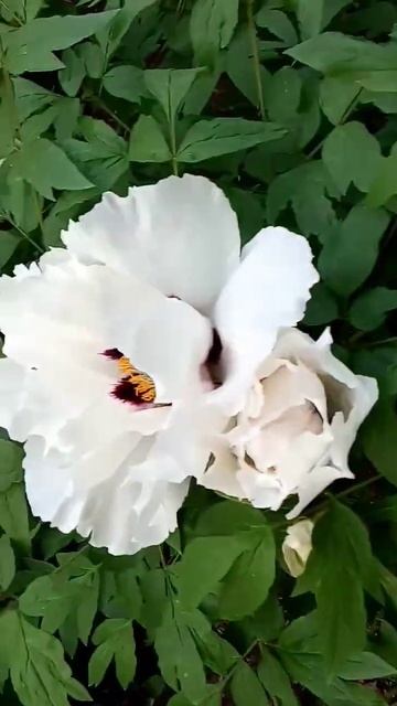 Белая Магия Белого Пиона смотреть онлайн