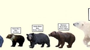 Animal Size Comparison | Bears