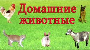 Домашние животные 🐶 Изучаем домашних животных и их голоса. Развивающее видео для детей.