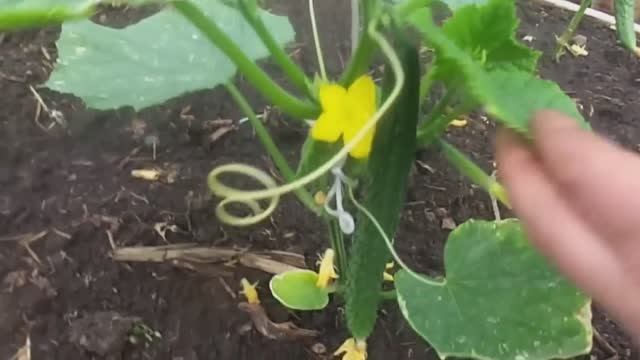 Огурцы - Формирование и Очень Быстрое Подвязывание в Теплице и Открытом Грунте. Обзор Урожая . смотреть онлайн