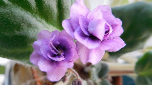Blooming African Violets смотреть онлайн