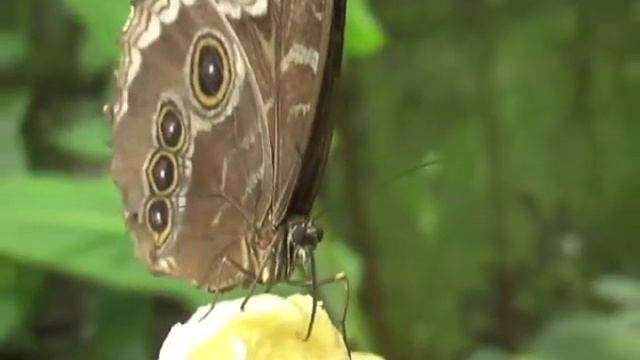 Butterfly feeding on a banana смотреть онлайн