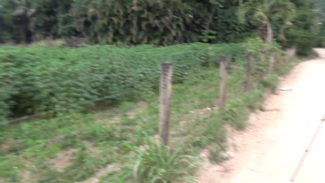 Ello Sphinx: Erinnyis ello (Sphingidae) REGUA, Brazil Bug Highlight смотреть онлайн