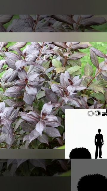 Вейгела цветущая Нана Пурпуреа"Nana Purpurea". смотреть онлайн