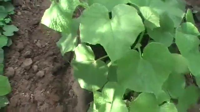 Садим огурцы этапами урожай до октября Сад и огород выпуск 054 смотреть онлайн