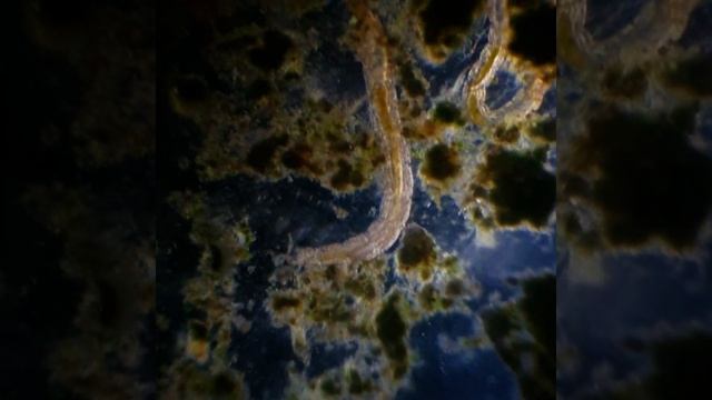 midge larvae under microscope смотреть онлайн