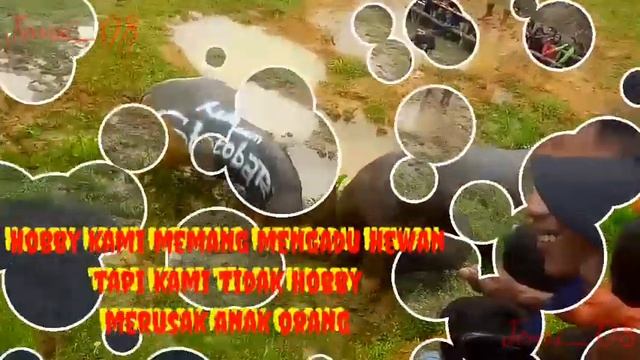 Salam KPTS (Komunitas Pencinta Tedong Silaga) смотреть онлайн