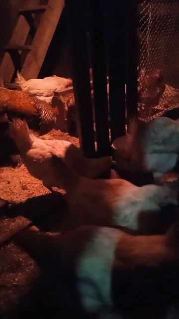 Не забывайте менять подстилку курам-несушкам вовремя смотреть онлайн