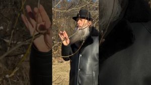 Дыхание весны