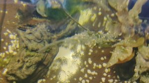 сапфировый попугай наметал икру