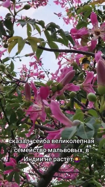 #индия #мальва #мальвовые #сейба #хоризия #сейбавеликолепная #гугл #india #seiba #flowers смотреть онлайн