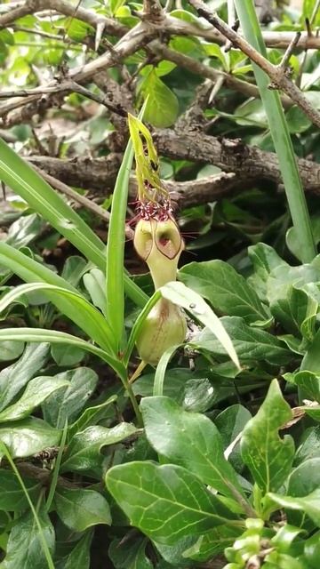 Ceropegia spiralis (Apocynaceae) смотреть онлайн