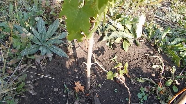 Виноградные саженцы. Развитие. Осень 2018 года. смотреть онлайн