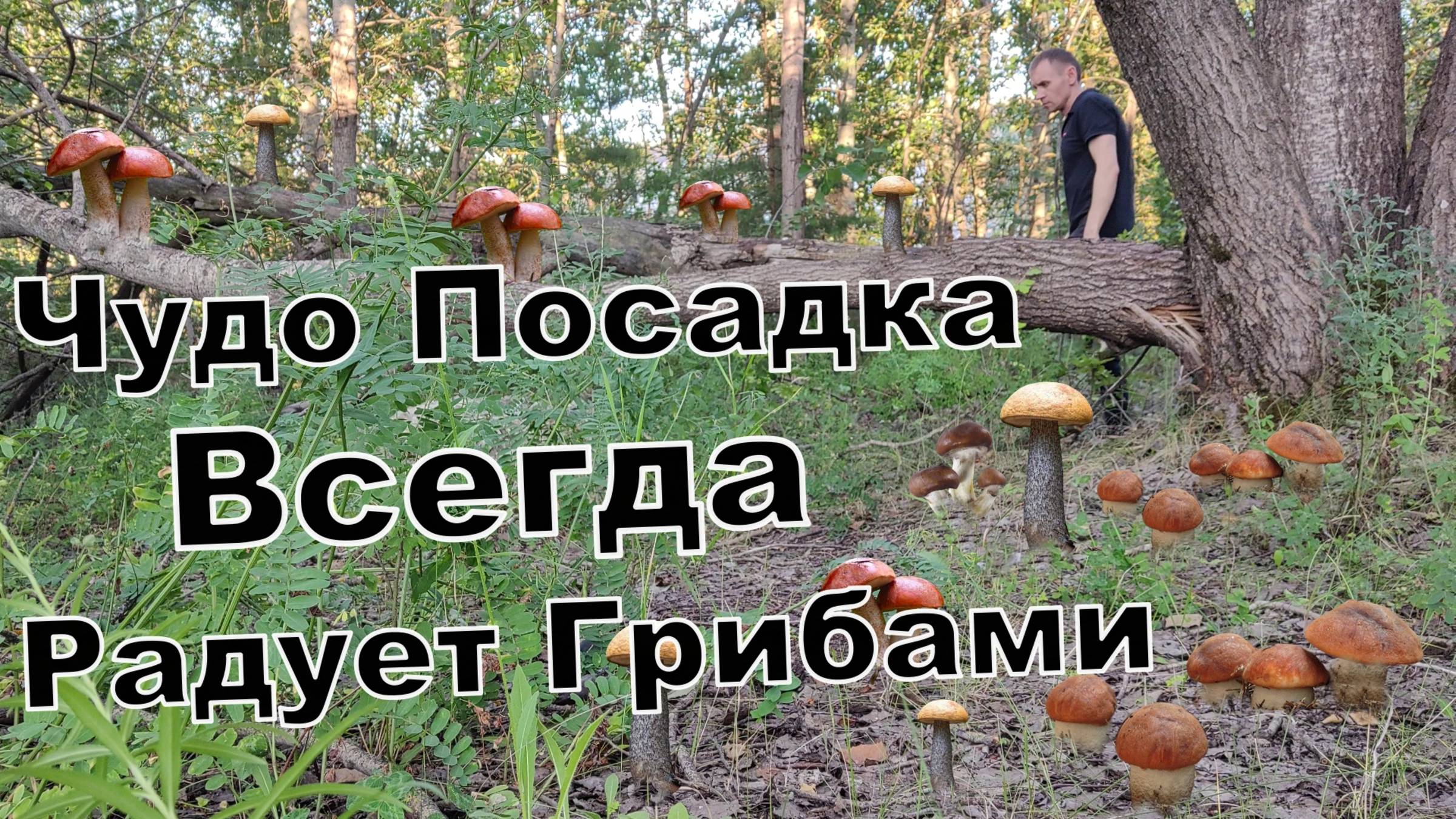 Здесь ГРИБЫ не Кончаются. Эта Чудо-Посадка ВСЕГДА Радует ОТМЕННЫМИ Грибами