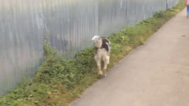 ЁЖ НА ДАЧЕ!! ВЫДРА НА ЗАКАТЕ!! КОТЫ! 02.09.17
