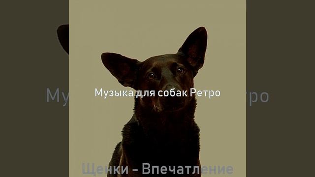 Видения (Выгул собак) смотреть онлайн