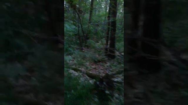 Барсук смотреть онлайн