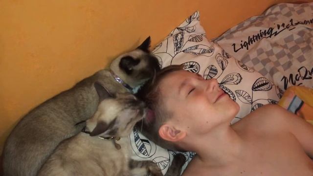 Кошачий спа-салон