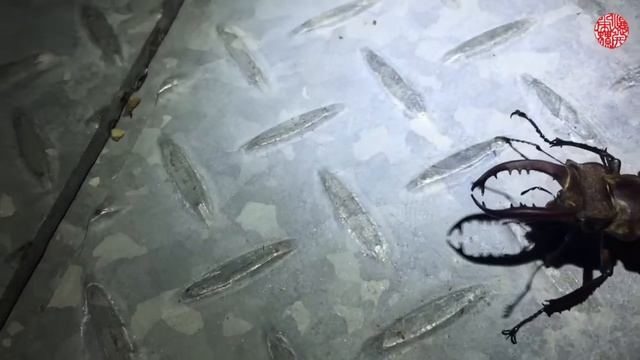 蓬莱深山三産地目挑戦【クワガタムシ】台湾北部2018年6月12日ライトトラップ