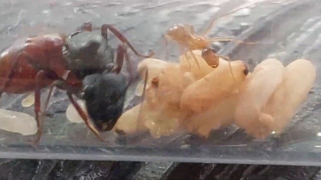 Camponotus CA02 (USA) есть первенец 30.06.2023 смотреть онлайн