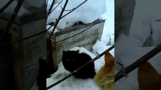 иду кормить котов смотреть онлайн