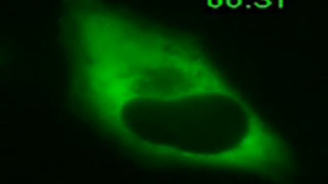 Active Illumination: High Speed FRAP Kinetics - Andor Technology смотреть онлайн