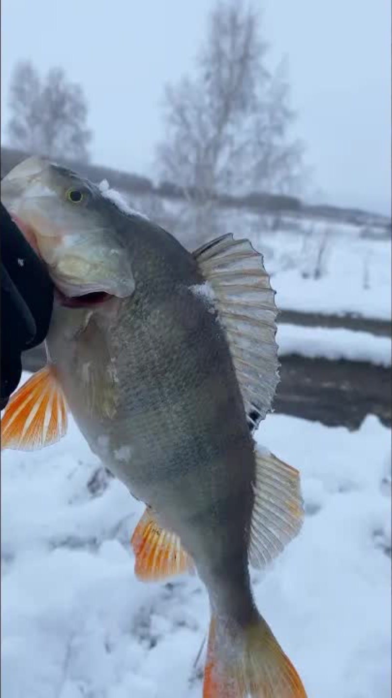 🍿 ВОТ ЭТО МОНСТР ВЛЕТЕЛ НА ОТВОДНОЙ!! #fishing #рыбалка #fish #рыба #рыбак #трофей #окунь #монстр смотреть онлайн