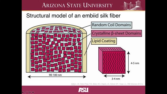 NanoFiber Silk Produced by Webspinners (Embiids) смотреть онлайн