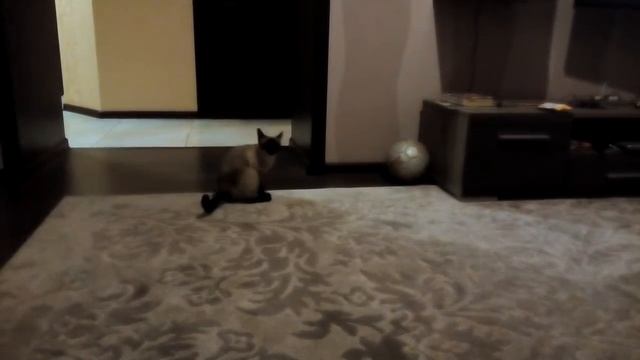 Кошка играет в футбол смотреть онлайн