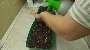 РАСПАКОВКА и посадка клубники с ВАЛБЕРРИС