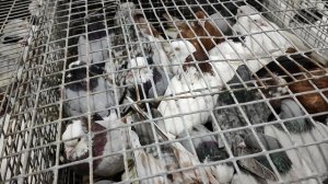 14.03.2025г Ярмарка Ночная ч. 2