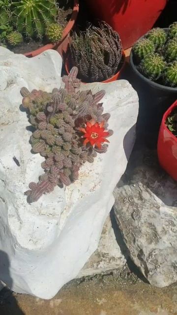 Lobivia Silvestri Cactus. The First Flower смотреть онлайн