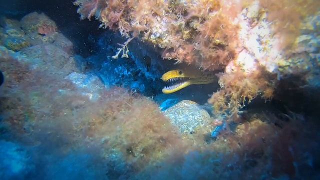 TIBURÓN Angelote en TENERIFE, Las Eras смотреть онлайн